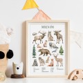plakat-zwierzeta-lesne-P113_3.jpg